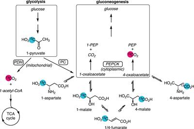 Assessment of Aspartate and Bicarbonate Produced From Hyperpolarized [1-13C]Pyruvate as Markers of Renal Gluconeogenesis